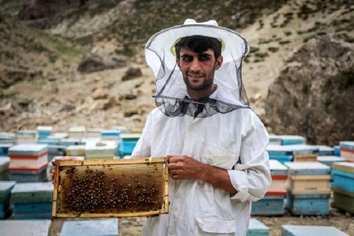 افزایش تولید عسل در استان سمنان به ۳۸۵ تن