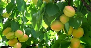 کاهش ۳۰ درصدی تولید زردآلو در ابرکوه بدلیل توفان و سرمازدگی