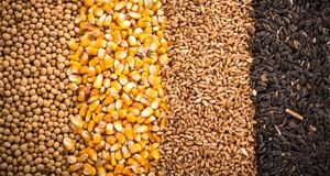 ترخیص نهاده های وارداتی تراریخته منوط به اعلام نظر سیستمی جهادکشاورزی شد