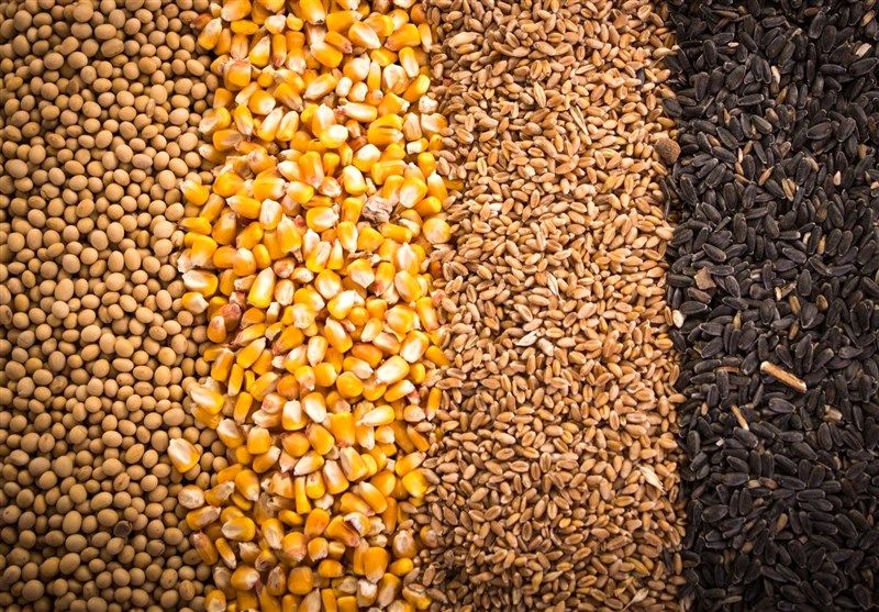 ترخیص نهاده های وارداتی تراریخته منوط به اعلام نظر سیستمی جهادکشاورزی شد