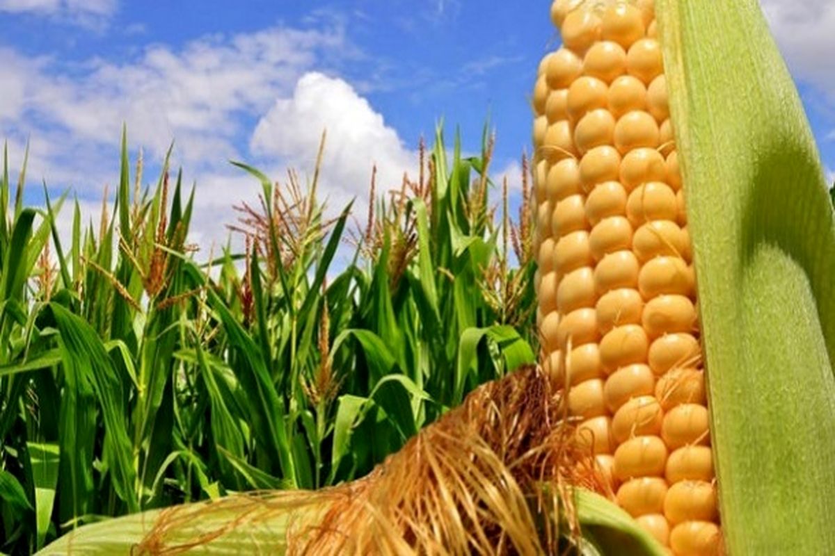 قیمت تضمینی محصولات جو و ذرت دانه‌ای تعیین شد