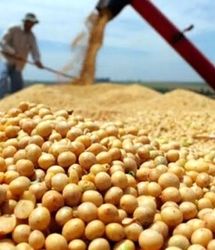 پیش بینی برداشت ۵۰۰ تن دانه روغنی سویا در دزفول