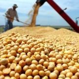 پیش بینی برداشت ۵۰۰ تن دانه روغنی سویا در دزفول