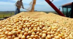 پیش بینی برداشت ۵۰۰ تن دانه روغنی سویا در دزفول