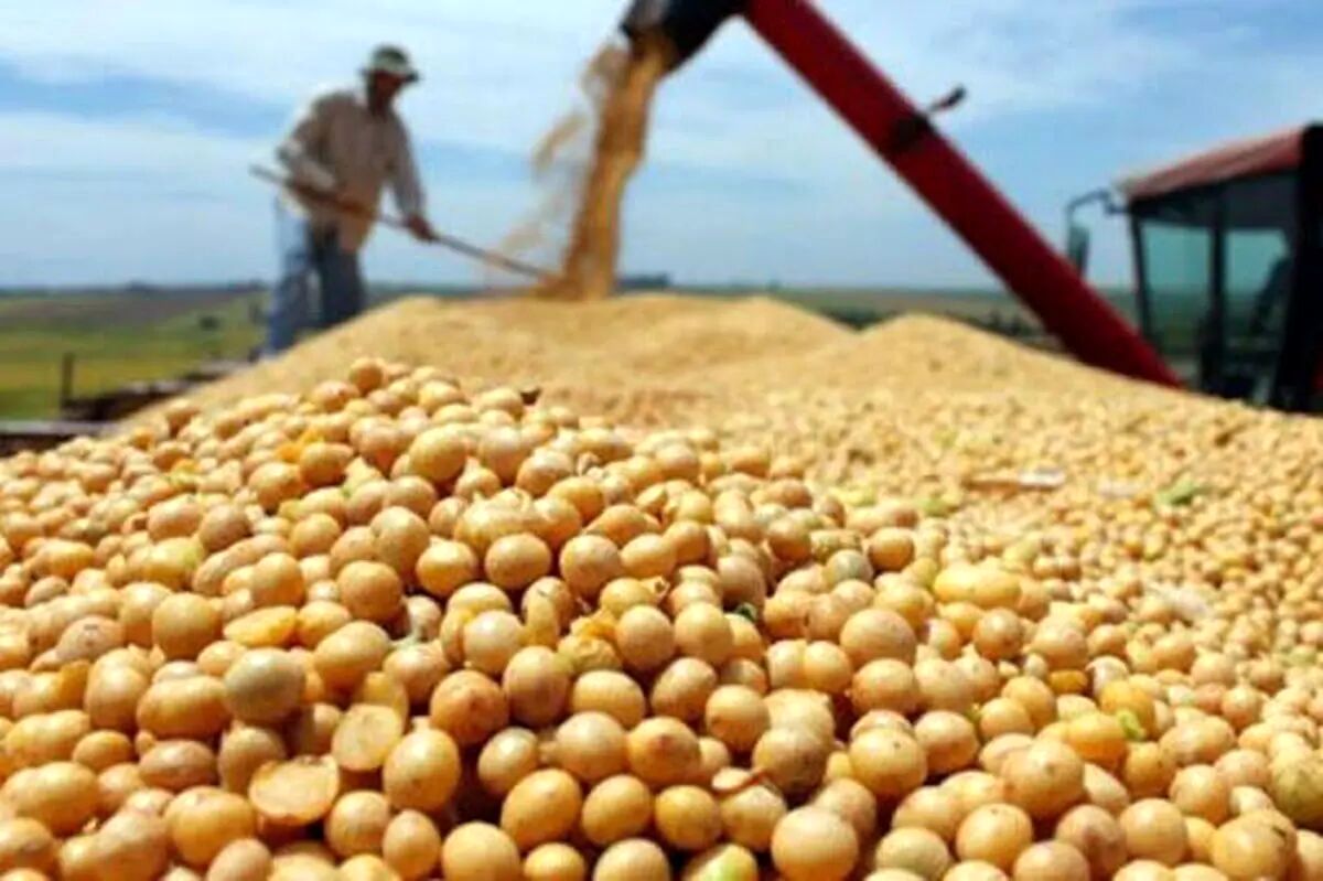پیش بینی برداشت ۵۰۰ تن دانه روغنی سویا در دزفول