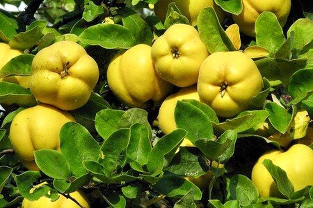 پیش بینی برداشت ۲۲ هزار تن به در استان فارس
