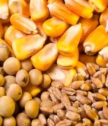 اعلام زمان آغاز ثبت سفارش ذرت دامی و جو