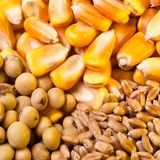 اعلام زمان آغاز ثبت سفارش ذرت دامی و جو