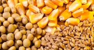 اعلام زمان آغاز ثبت سفارش ذرت دامی و جو