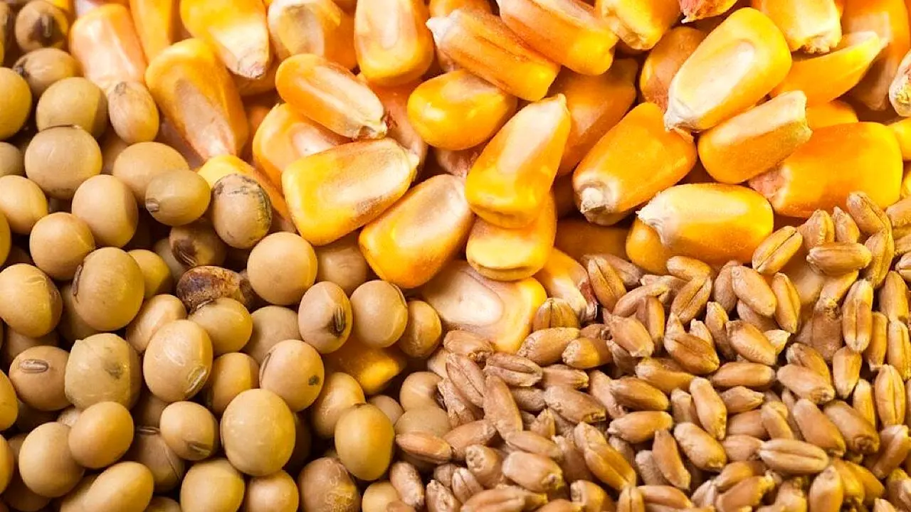 اعلام زمان آغاز ثبت سفارش ذرت دامی و جو