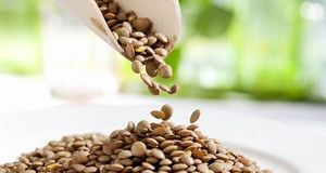 تولید ۱۹ هزار تن عدس در استان آذربایجان‌شرقی
