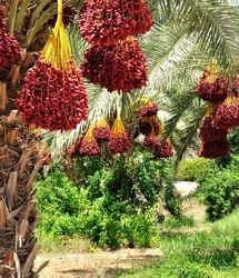 پیش‌بینی برداشت ۲۰۰ هزار تن خرما در استان بوشهر