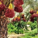 پیش‌بینی برداشت ۲۰۰ هزار تن خرما در استان بوشهر