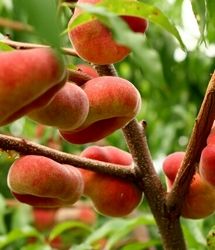 پیش‌بینی برداشت ۷۰ هزار تن هلو در استان آذربایجان‌شرقی