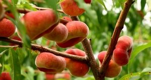 پیش‌بینی برداشت ۷۰ هزار تن هلو در استان آذربایجان‌شرقی