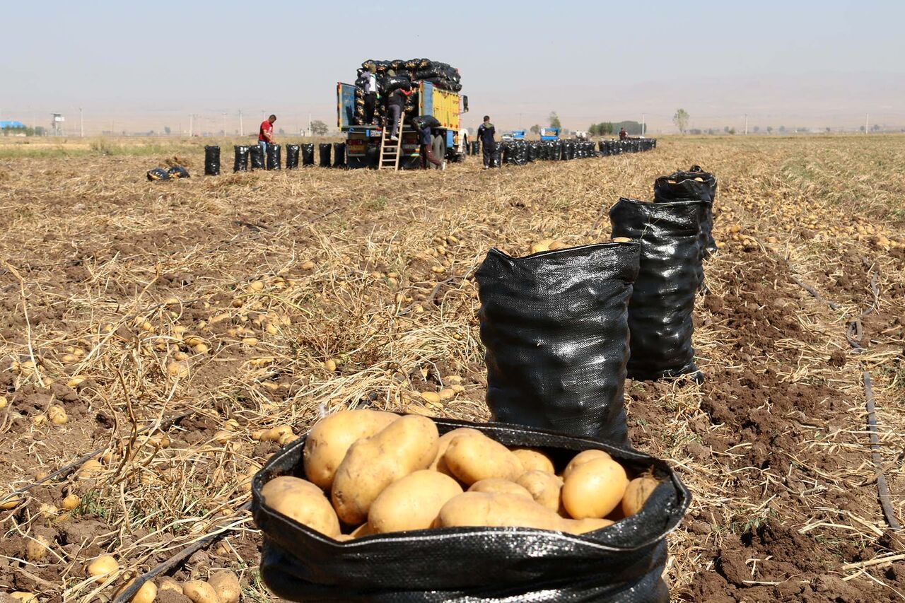 آغاز برداشت سیب زمینی تابستانه از مزارع روستاهای تابعه شهرستان اردبیل