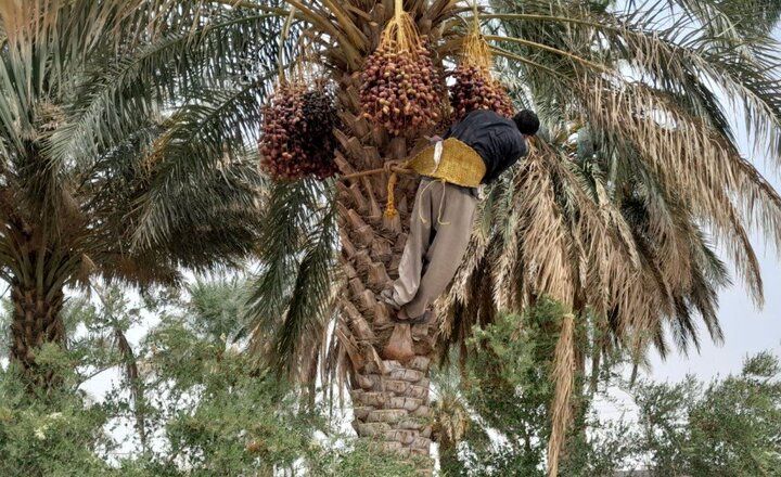 برداشت ۵۰ هزار و ۵۰۰ تن انواع خرما در استان سیستان و بلوچستان