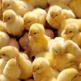 جوجه یک روزه