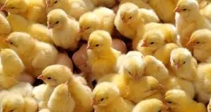 جوجه یک روزه