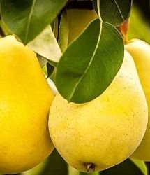 پیش‌بینی برداشت پنج هزار و ۷۰۰ تن گلابی از باغ‌های استان آذربایجان‌غربی
