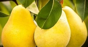 پیش‌بینی برداشت پنج هزار و ۷۰۰ تن گلابی از باغ‌های استان آذربایجان‌غربی