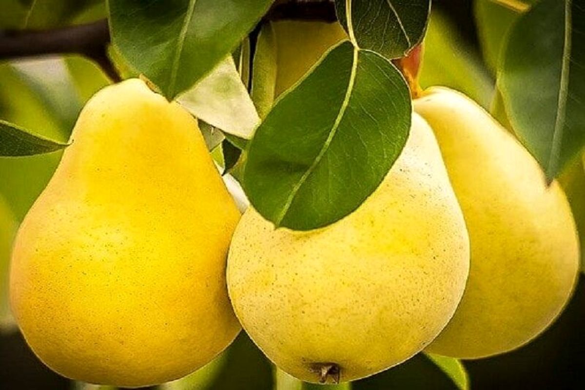 پیشبینی برداشت پنج هزار و ۷۰۰ تن گلابی از باغهای استان آذربایجانغربی