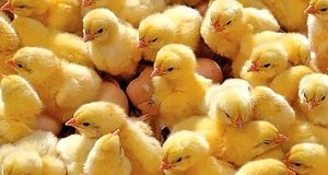 رشد ۱۳ درصدی جوجه ریزی در استان سیستان و بلوچستان