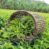 خرید ۷۰۰ میلیارد تومان برگ سبز چای از چایکاران شمال کشور