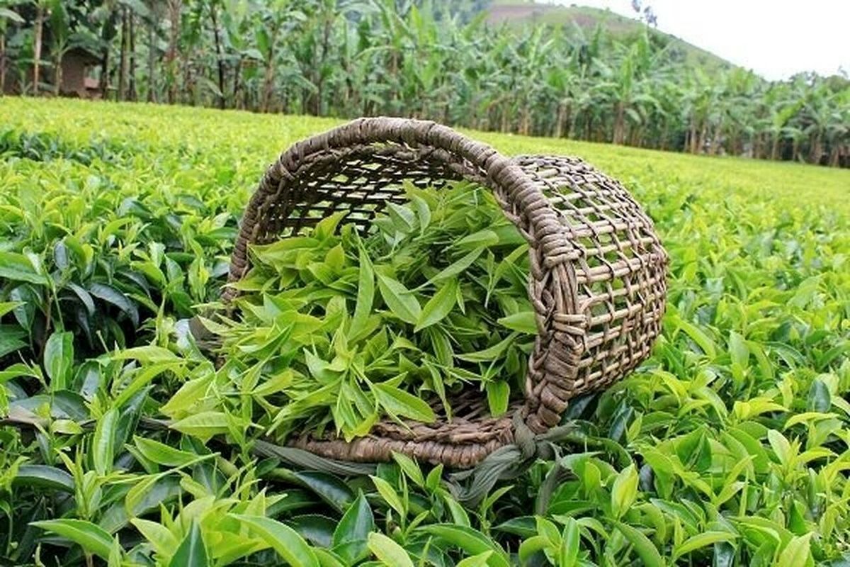 خرید ۷۰۰ میلیارد تومان برگ سبز چای از چایکاران شمال کشور