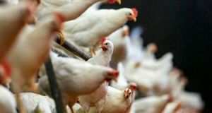 تولید سه میلیون تن گوشت مرغ توسط اتحادیه های مرغداران کشور در سال گذشته