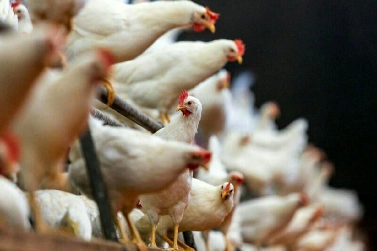 تولید سه میلیون تن گوشت مرغ توسط اتحادیه های مرغداران کشور در سال گذشته
