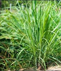 آغاز پروژه کشت گیاه دارویی «علف لیمو» در منطقه ابوغویر شهرستان دهلران