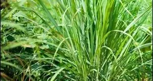 آغاز پروژه کشت گیاه دارویی «علف لیمو» در منطقه ابوغویر شهرستان دهلران