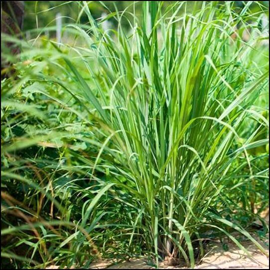 آغاز پروژه کشت گیاه دارویی «علف لیمو» در منطقه ابوغویر شهرستان دهلران