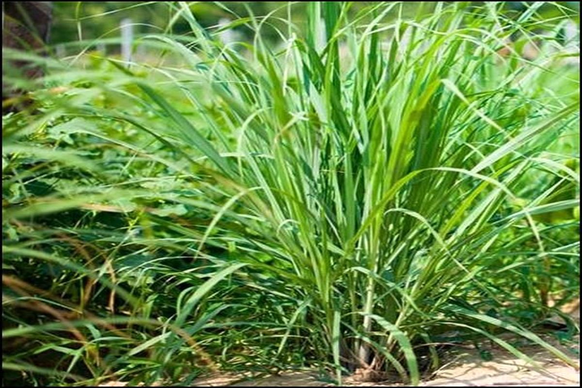 آغاز پروژه کشت گیاه دارویی «علف لیمو» در منطقه ابوغویر شهرستان دهلران