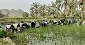 کشت ۶۰ هکتار برنج در مناطق دهستان شهر مهرستان