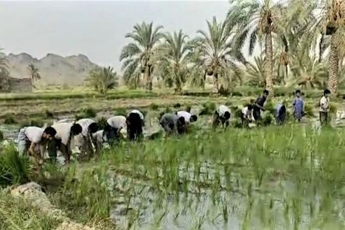 کشت ۶۰ هکتار برنج در مناطق دهستان شهر مهرستان