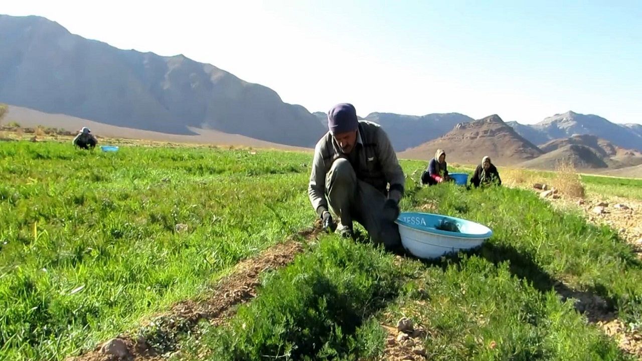 پیش‌بینی برداشت ۱۰۰۰ تن شوید در عشق آباد با درآمد هفت میلیاردی