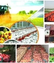 محصولات کشاورزی تا ۳ برابر افزایش قیمت یافته‌اند