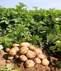 پیش‌بینی برداشت ۱۵ هزار تن سیب زمینی در استان قزوین