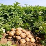 پیش‌بینی برداشت ۱۵ هزار تن سیب زمینی در استان قزوین