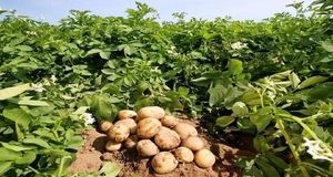 پیش‌بینی برداشت ۱۵ هزار تن سیب زمینی در استان قزوین