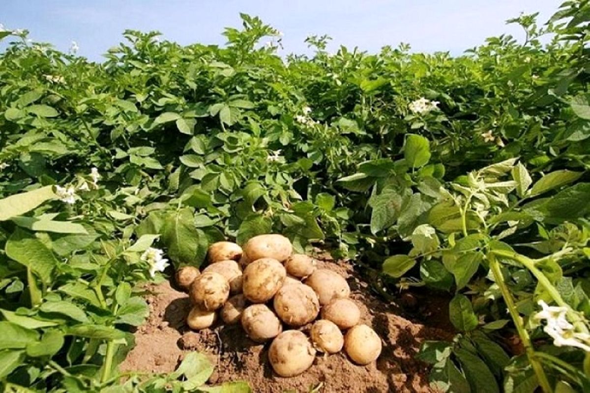 پیش‌بینی برداشت ۱۵ هزار تن سیب زمینی در استان قزوین
