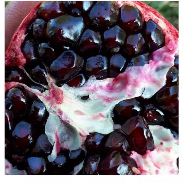 سومین جشنواره اناردانه سیاه جوشان در بخش گلباف کرمان برگزار میشود