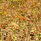 آغاز کشت راهبردی گلرنگ در اراضی زراعی شهرستان دهلران