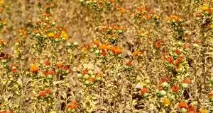 آغاز کشت راهبردی گلرنگ در اراضی زراعی شهرستان دهلران