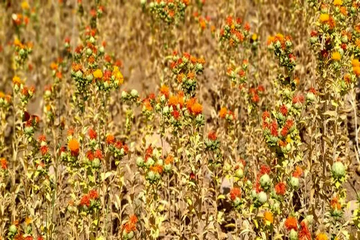آغاز کشت راهبردی گلرنگ در اراضی زراعی شهرستان دهلران