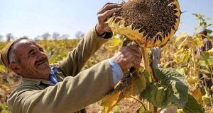 پیش‌بینی برداشت هزار و ۷۷۰ تن دانه آفتابگردان در کلاله