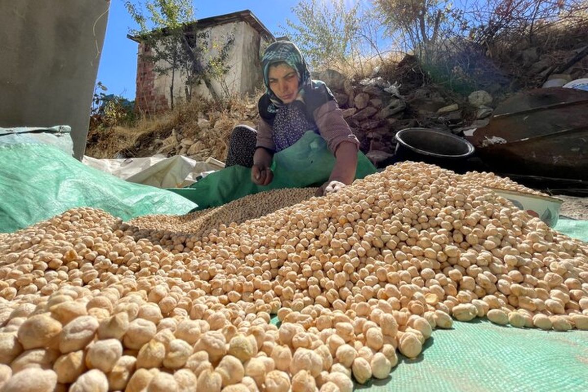 شهرستان دلفان پایلوت کاشت و برداشت مکانیزه نخود در کشور