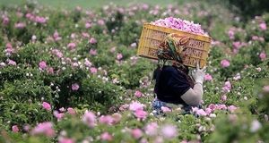 پیش بینی برداشت ۷۰۰۰ تن گل‌محمدی در استان خراسان رضوی